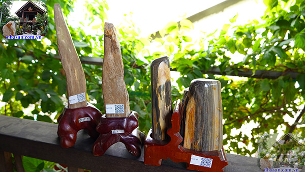 Gỗ hóa thạch là gì?