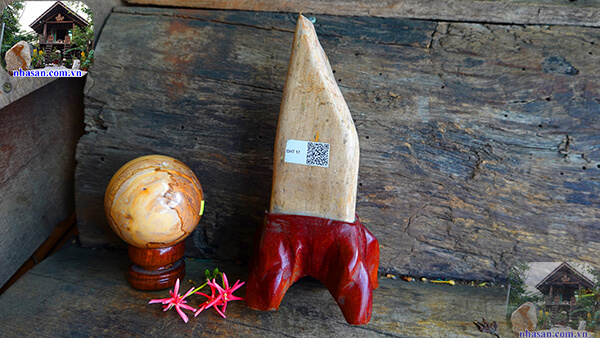 Gỗ hóa thạch là gì? Những thông tin cần biết về gỗ hóa thạch