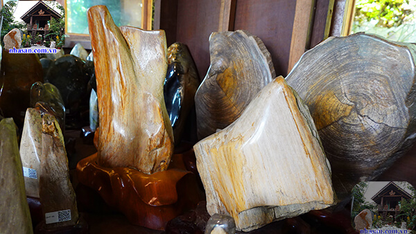 Công dụng và ý nghĩa của gỗ hóa thạch