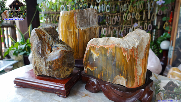 Gỗ hóa thạch có giá trị không?