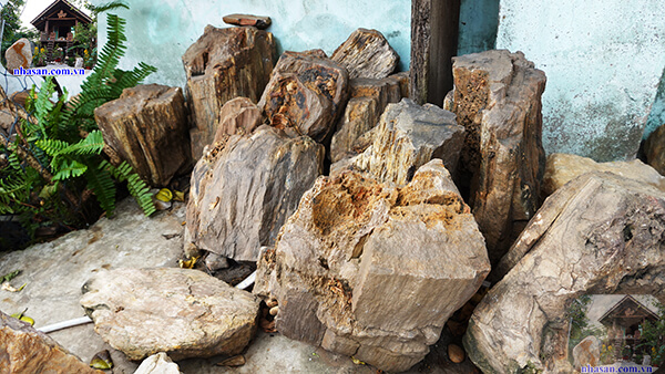 Gỗ hóa thạch có giá trị không?