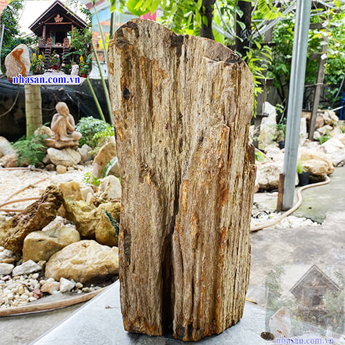 Gỗ hóa thạch giúp tăng tuổi thọ  Gỗ hóa thạch giúp tăng tuổi thọ