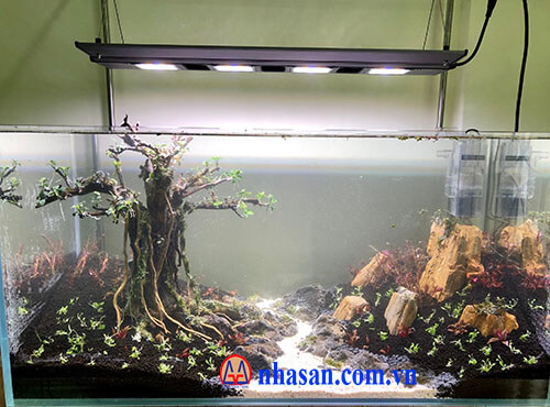 Gỗ hóa thạch làm hồ cá thủy sinh
