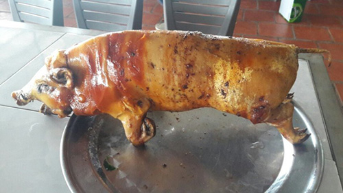 Heo nóng đồng bào