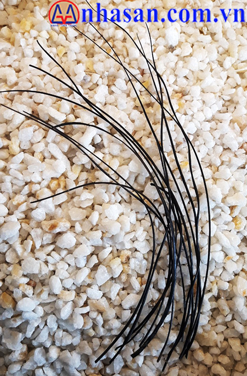 Lông Đuôi Voi hcm Lông Đuôi Voi hcm