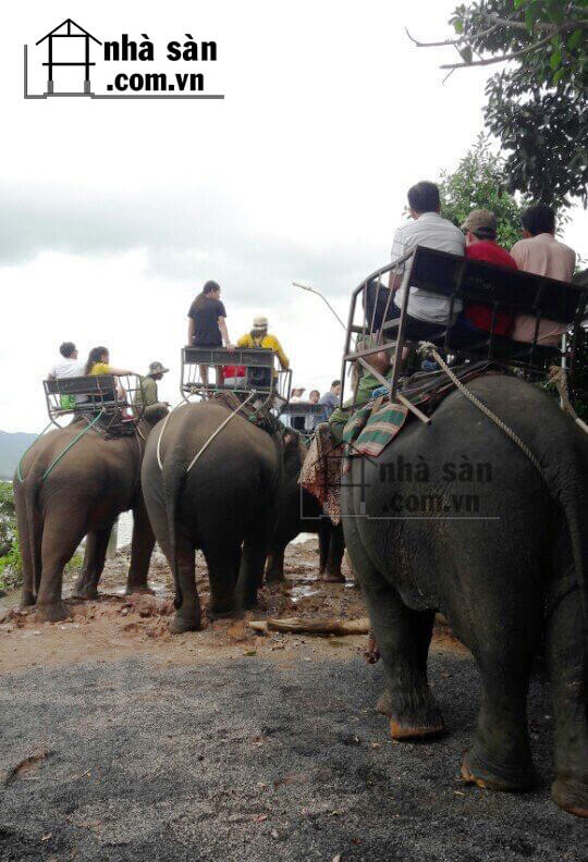 Lông Đuôi Voi Tây Nguyên