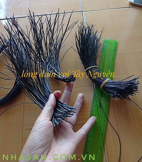 Lông Đuôi Voi Tây Nguyên Lông Đuôi Voi Tây Nguyên