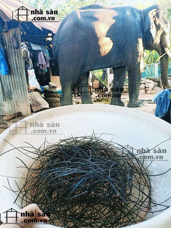 Lông Đuôi Voi Thật Giá Bao Nhiêu