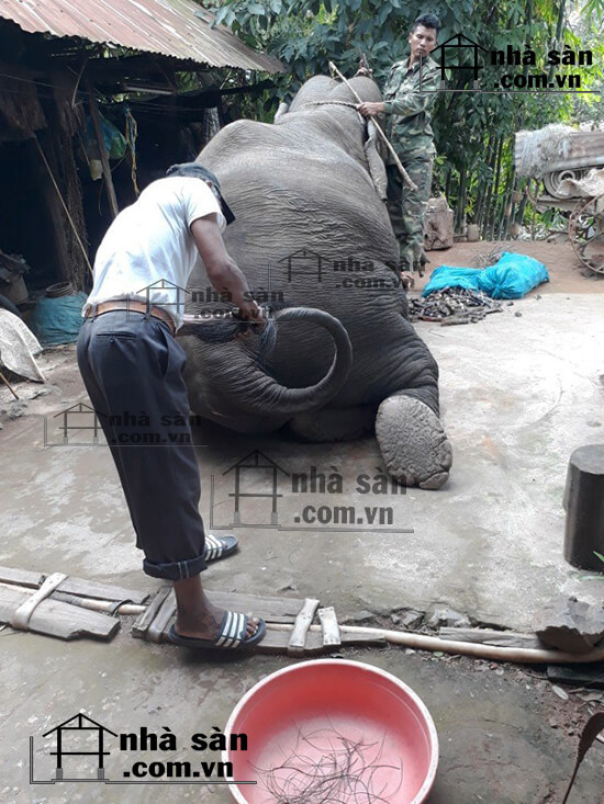 Lông Đuôi Voi Thật