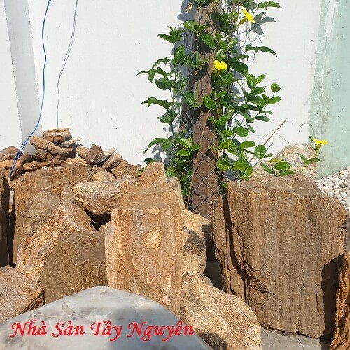 Mua Đá Gỗ Hóa Thạch