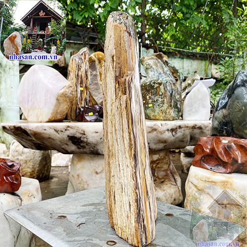 Mua gỗ hóa thạch tự nhiên ở đâu  Mua gỗ hóa thạch tự nhiên ở đâu