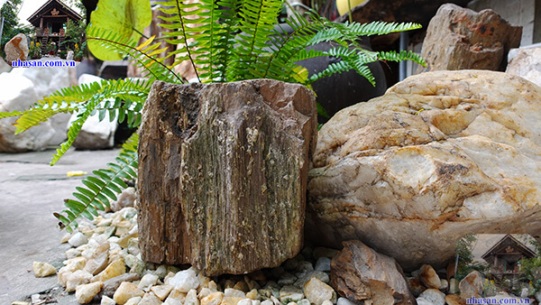 Thạch mộc (gỗ hóa thạch) thô nguyên thủy Thạch mộc (gỗ hóa thạch) thô nguyên thủy