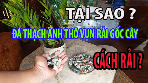 Tại sao đá thạch anh thô vụn rải gốc cây
