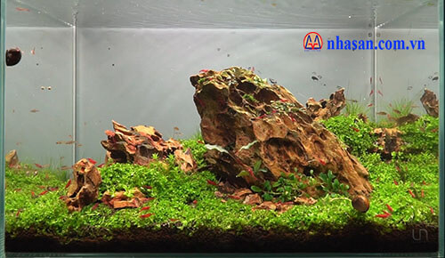 Thiết kế hồ cá thủy sinh bằng đá gỗ hóa thạch