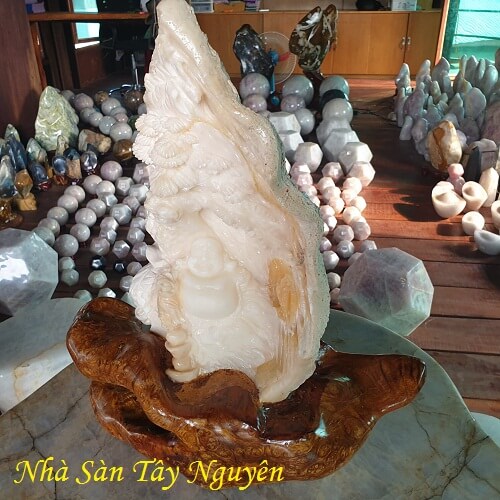 Vỏ Ngọc Trai Tai Tượng Hóa Thạch Tự Nhiên Báu Vật Của Đại Dương