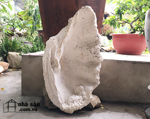 Vỏ Sò Hóa Thạch Thô Chưa Được Nghệ Nhân Điêu Khắc