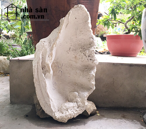 Vỏ Sò Tai Tượng Hóa Thạch Thô 70kg