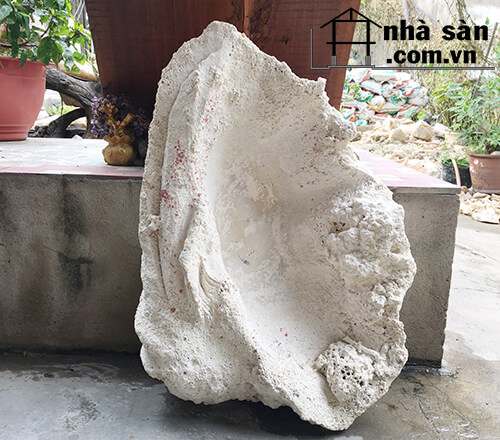 Vỏ Trai Tai Tượng Hóa Thạch Thô Chưa Được Nghệ Nhân Chế Tác