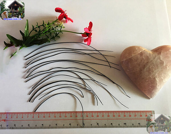 Lông duôi voi có nhiều kích thước khác nhau Lông duôi voi có nhiều kích thước khác nhau