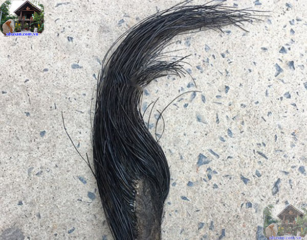 Khoảng 10 năm lông mới dài được 10-15cm Khoảng 10 năm lông mới dài được 10-15cm