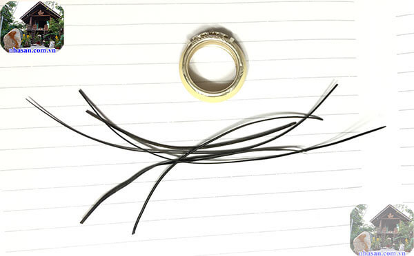 Mua lông đuôi voi thật ở đâu? Mua lông đuôi voi thật ở đâu?