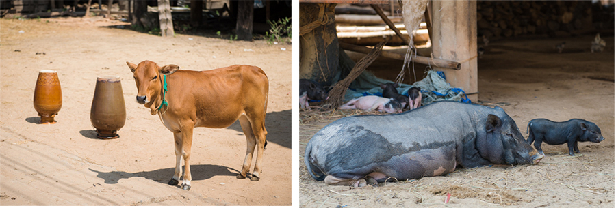 Cuộc sống hàng ngày người dân Hồ Lăk 1