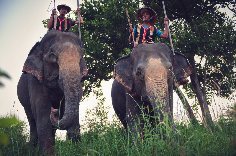 Cưỡi voi du lịch Hồ Lăk