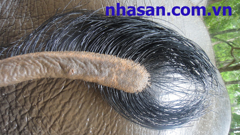 Cách Nhận sành Lông Đuôi Voi