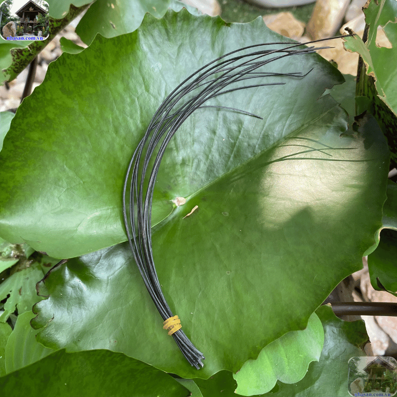 Lông đuôi voi từ lâu đã được coi là một vật phẩm linh thiêng, mang trong mình sức mạnh huyền bí Lông đuôi voi từ lâu đã được coi là một vật phẩm linh thiêng, mang trong mình sức mạnh huyền bí