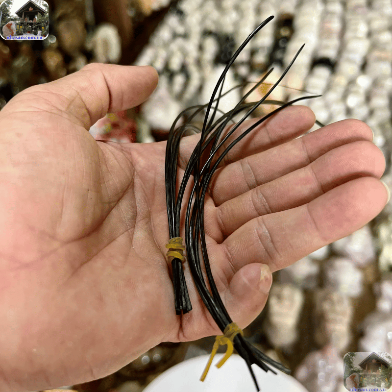 Lông đuôi voi thường có màu đen hoặc nâu sẫm, cứng cáp Lông đuôi voi thường có màu đen hoặc nâu sẫm, cứng cáp