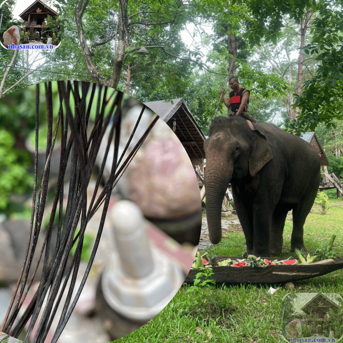 Nhẫn lông voi là biểu tượng của sự chung thủy và cầu may mắn Nhẫn lông voi là biểu tượng của sự chung thủy và cầu may mắn