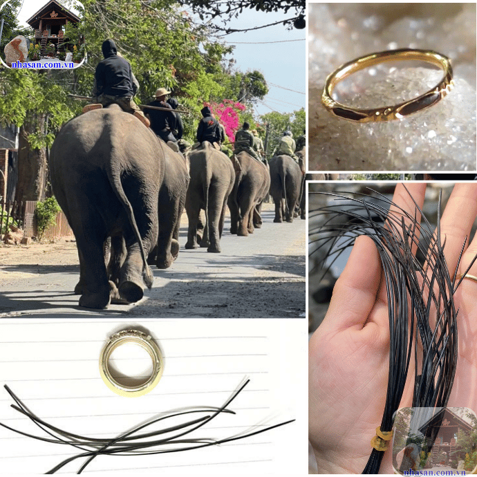 Nhà Sàn Tây Nguyên chuyên cung cấp lông đuôi voi tự nhiên 100% Nhà Sàn Tây Nguyên chuyên cung cấp lông đuôi voi tự nhiên 100%