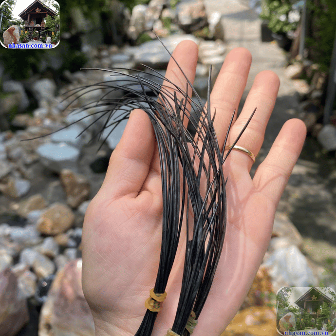 Long đuôi voi tự nhiên  Long đuôi voi tự nhiên