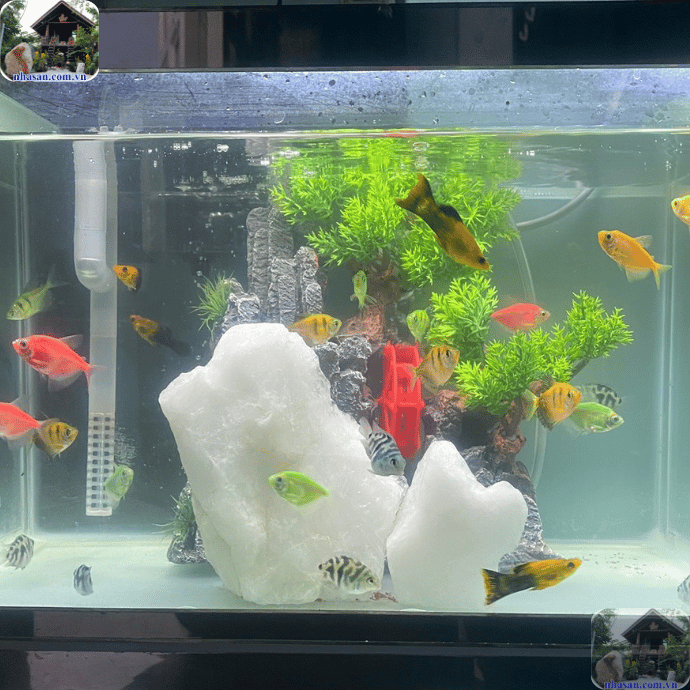 Đá thạch anh được ca ngợi là loại đá phong thủy quý giá mang năng lượng tích cực Đá thạch anh được ca ngợi là loại đá phong thủy quý giá mang năng lượng tích cực