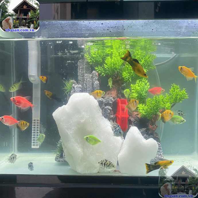 Đặt hồ cá phong thủy tại vị trí tài vị Đặt hồ cá phong thủy tại vị trí tài vị