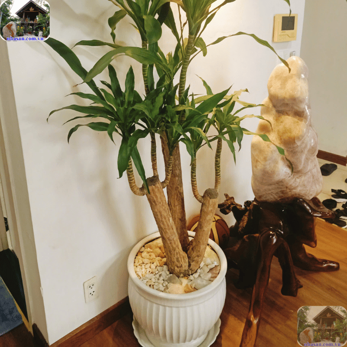 Đặt đá phong thủy trong nhà giúp xua đuổi âm khí, tăng cường năng lượng Đặt đá phong thủy trong nhà giúp xua đuổi âm khí, tăng cường năng lượng