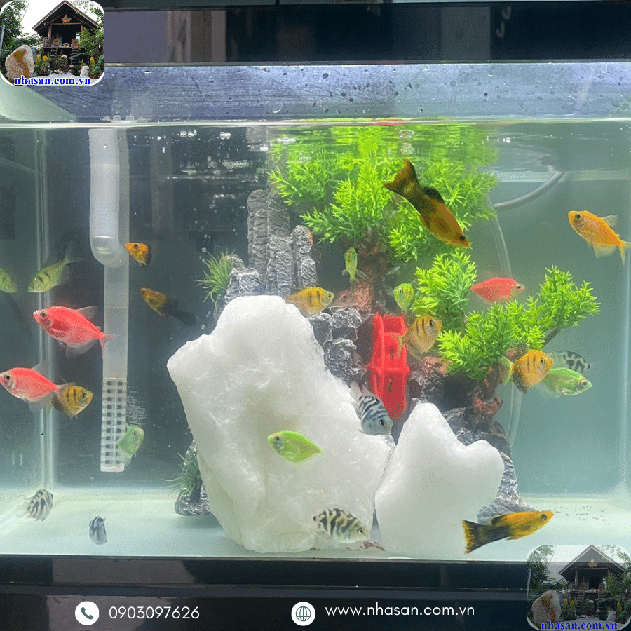 Thạch anh trắng sữa đặt bể cá giúp tăng cường năng lượng dương Thạch anh trắng sữa đặt bể cá giúp tăng cường năng lượng dương