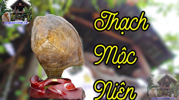 Thạch mộc niên là gì? Là tên gọi của gỗ hóa thạch Thạch mộc niên là gì? Là tên gọi của gỗ hóa thạch