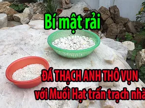 Secretly scattering rocky English stone with salt