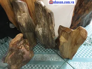 Cách  nhận biết gỗ hóa thạch phong thủy