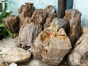Is fossil wood valuable? Distinguish real and fake ossil wood