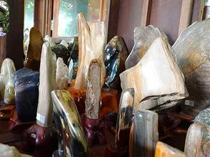 What is fossil wood? Features, uses and meanings of feng shui