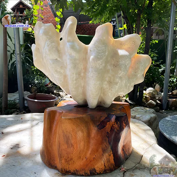  Vỏ sò tai tượng đánh bóng tuyệt đẹp