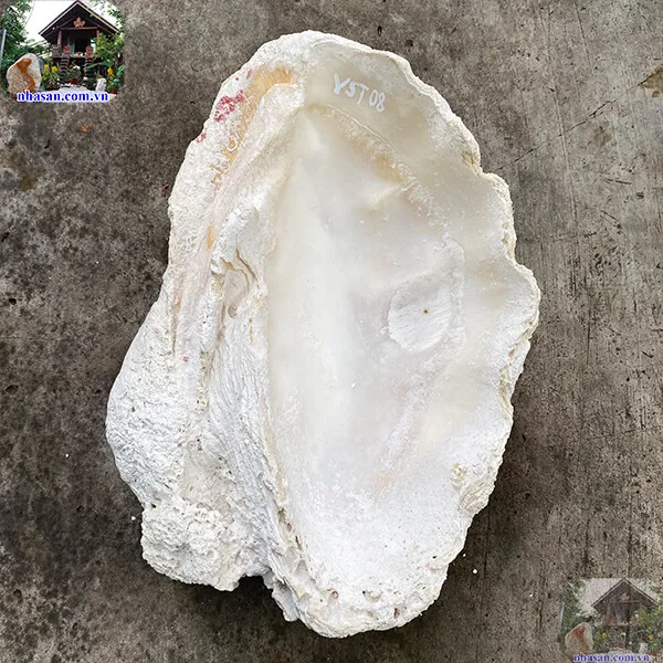 Vỏ sò tai tượng hóa ngọc 9.8kg (34x26 cm) món quà quý giá từ biển cả
