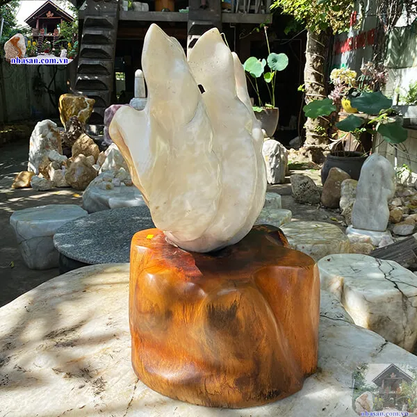  Vỏ sò tai tượng đánh bóng tuyệt đẹp