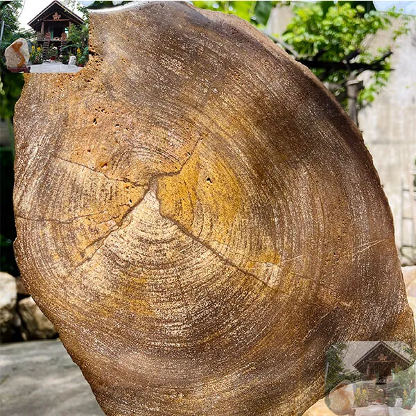 Trụ gỗ hóa thạch tự nhiên 7.5kg -  Vẻ đẹp của thiên nhiên qua hàng triệu năm