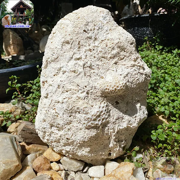 Vỏ trai tai tượng hóa thạch 11.4kg (43x29 cm) món quà từ đại dương