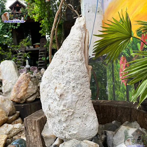 Vỏ sò tai tượng thô 13.5kg (41x34 cm) 