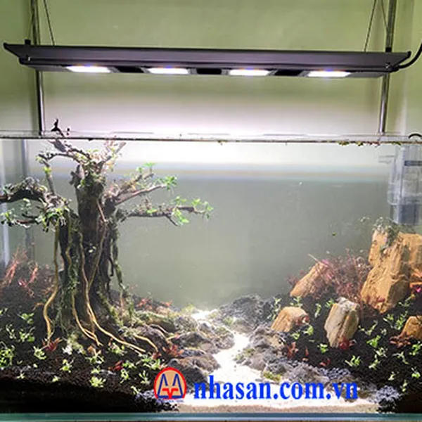 Đá gỗ hóa thạch làm hồ cá thủy sinh