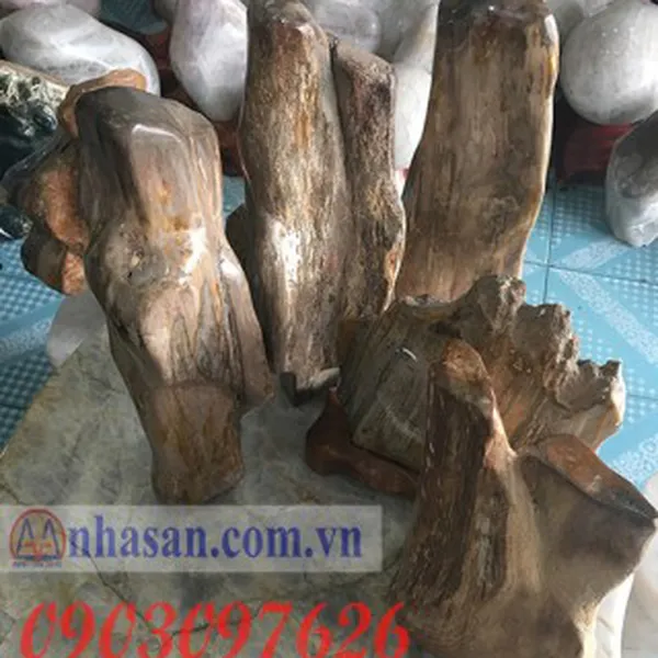 Gỗ Hóa Thạch Dùng Để Làm Gì?